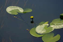Image of Yellow Water-lily