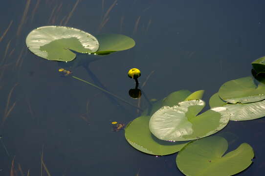 Image de Nénuphar Jaune