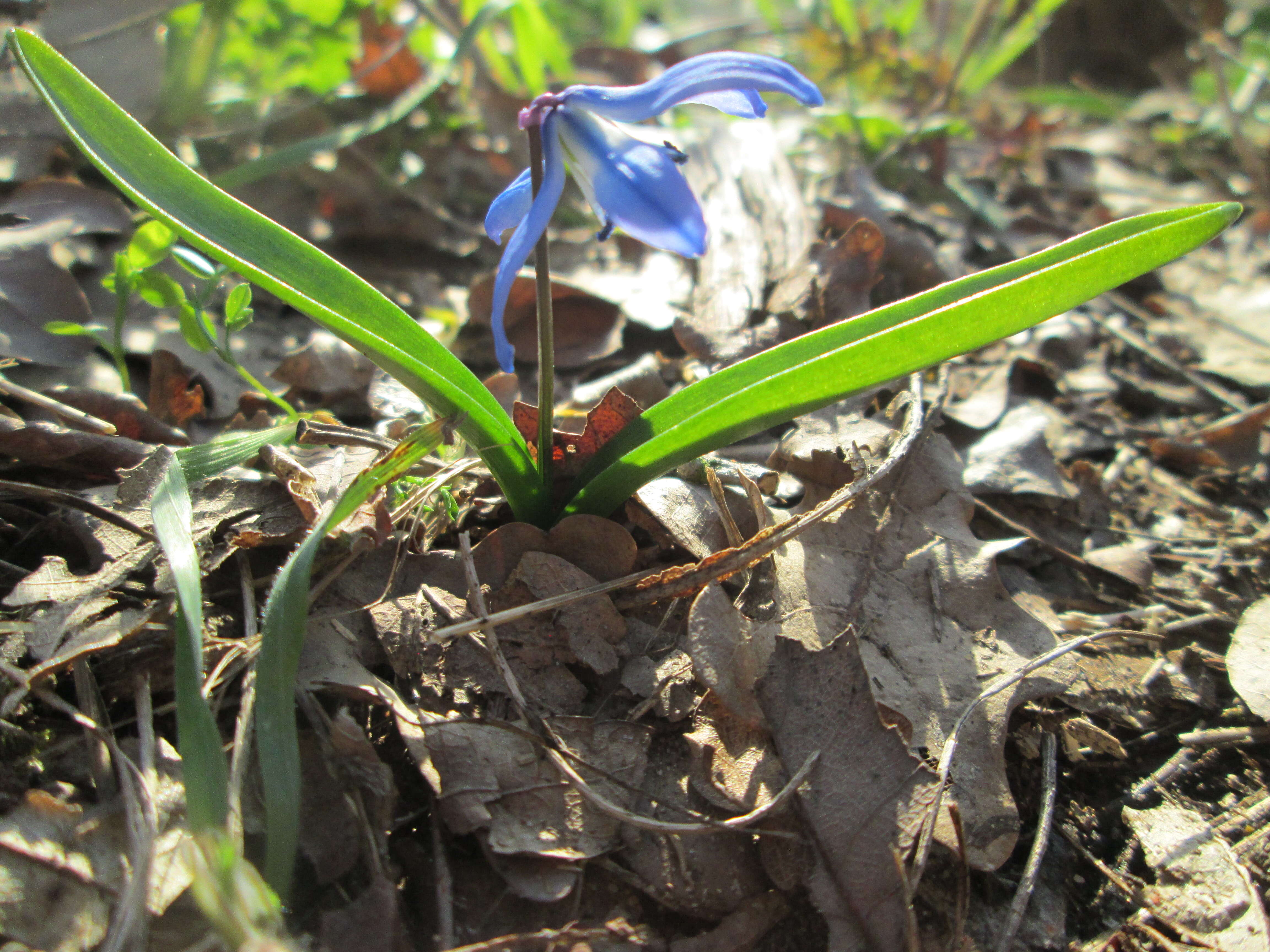 Image of Siberian squill