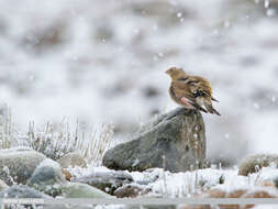 Image of Asian Crimson-winged Finch