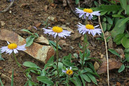 Image of largeflower fleabane