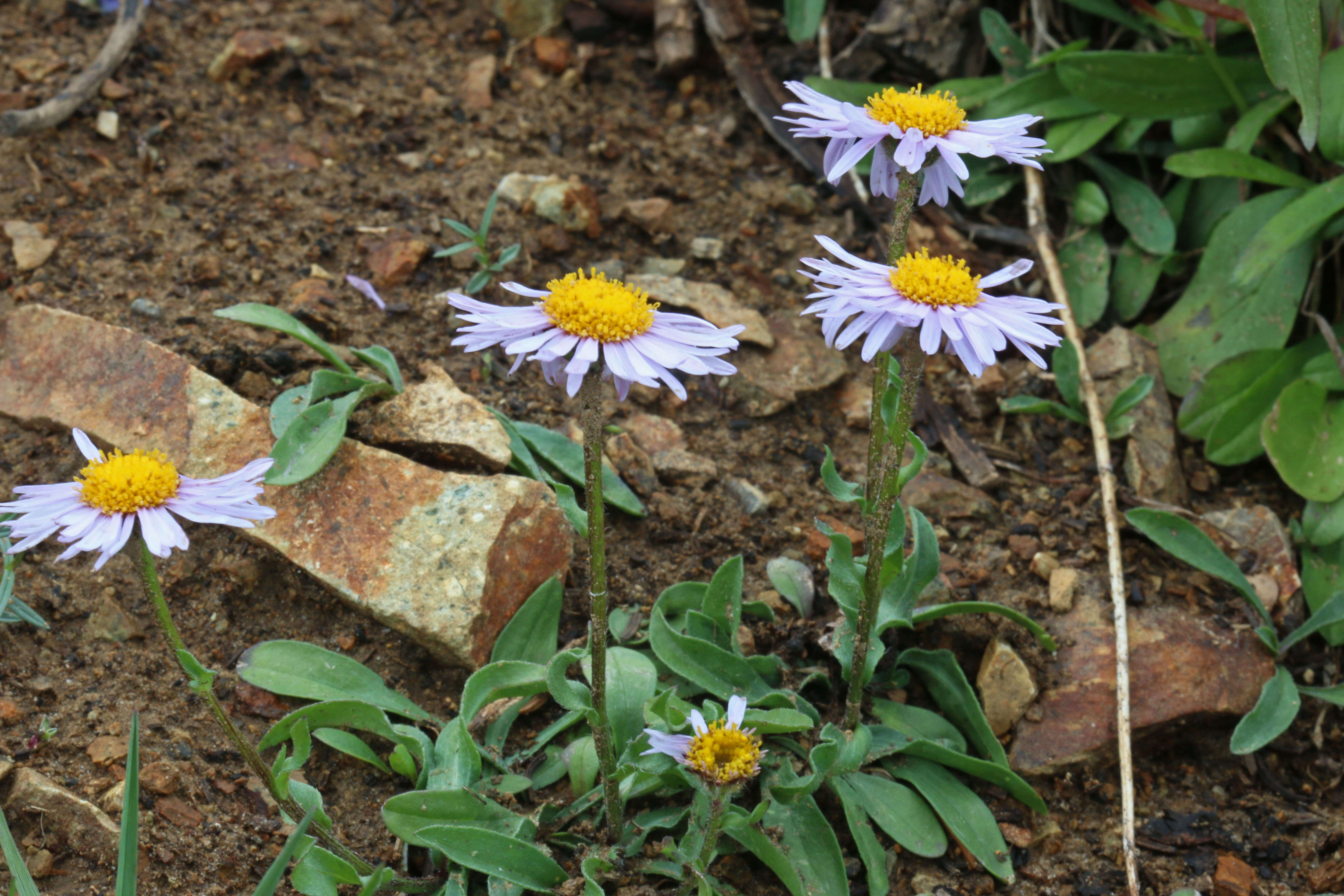 Image of largeflower fleabane