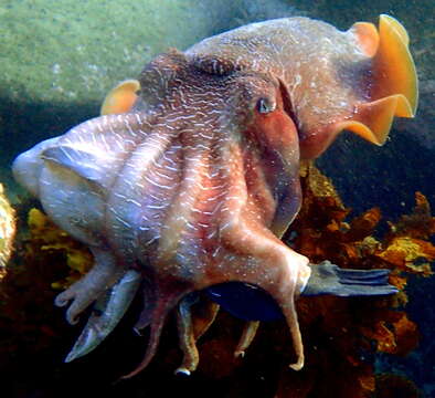 Image of Giant Australian Cuttlefish