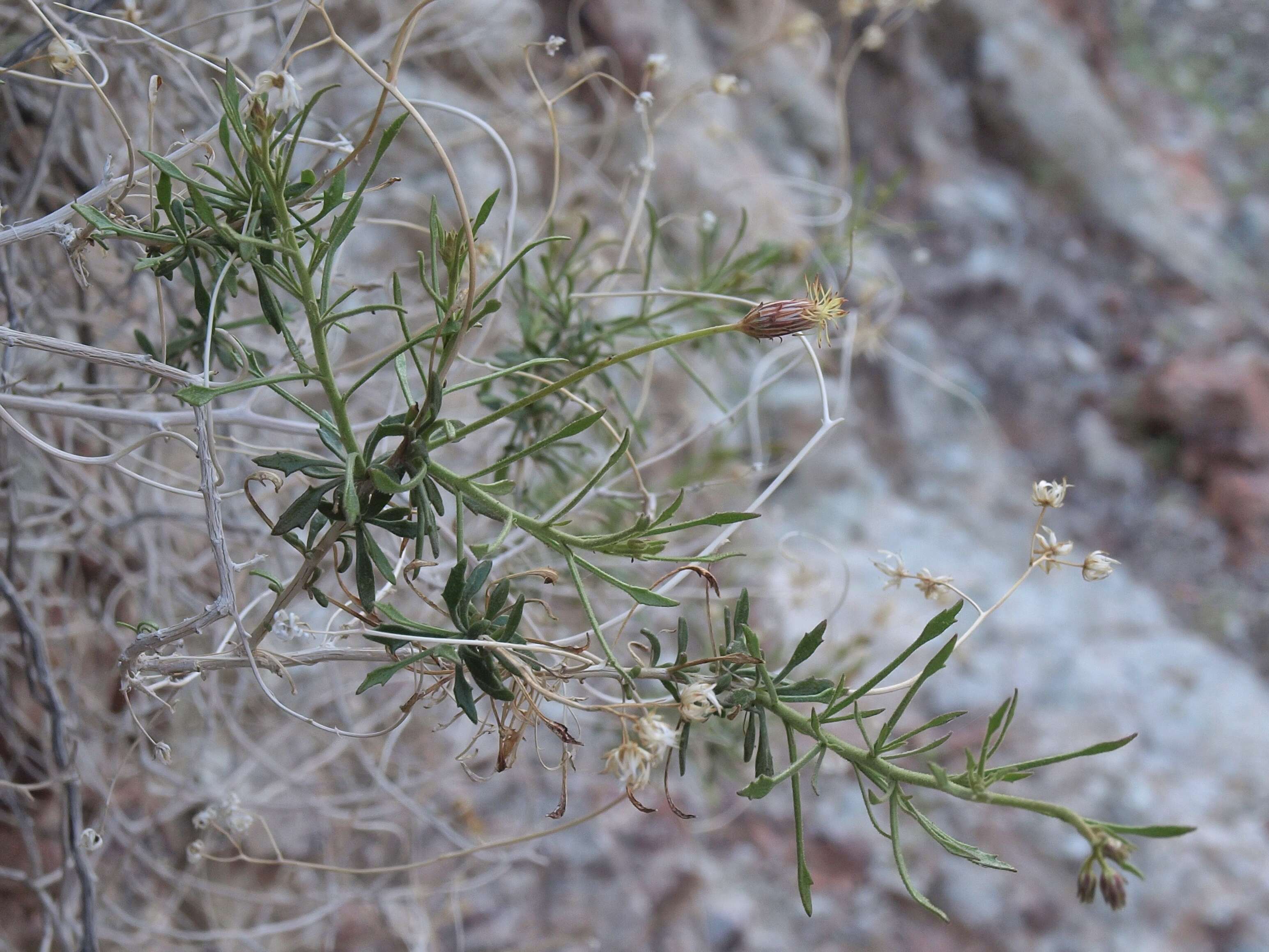 Plancia ëd Pleurocoronis pluriseta (A. Gray) R. King & H. Rob.