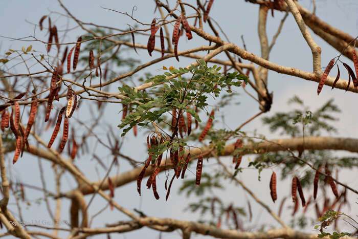 Image of tall albizia