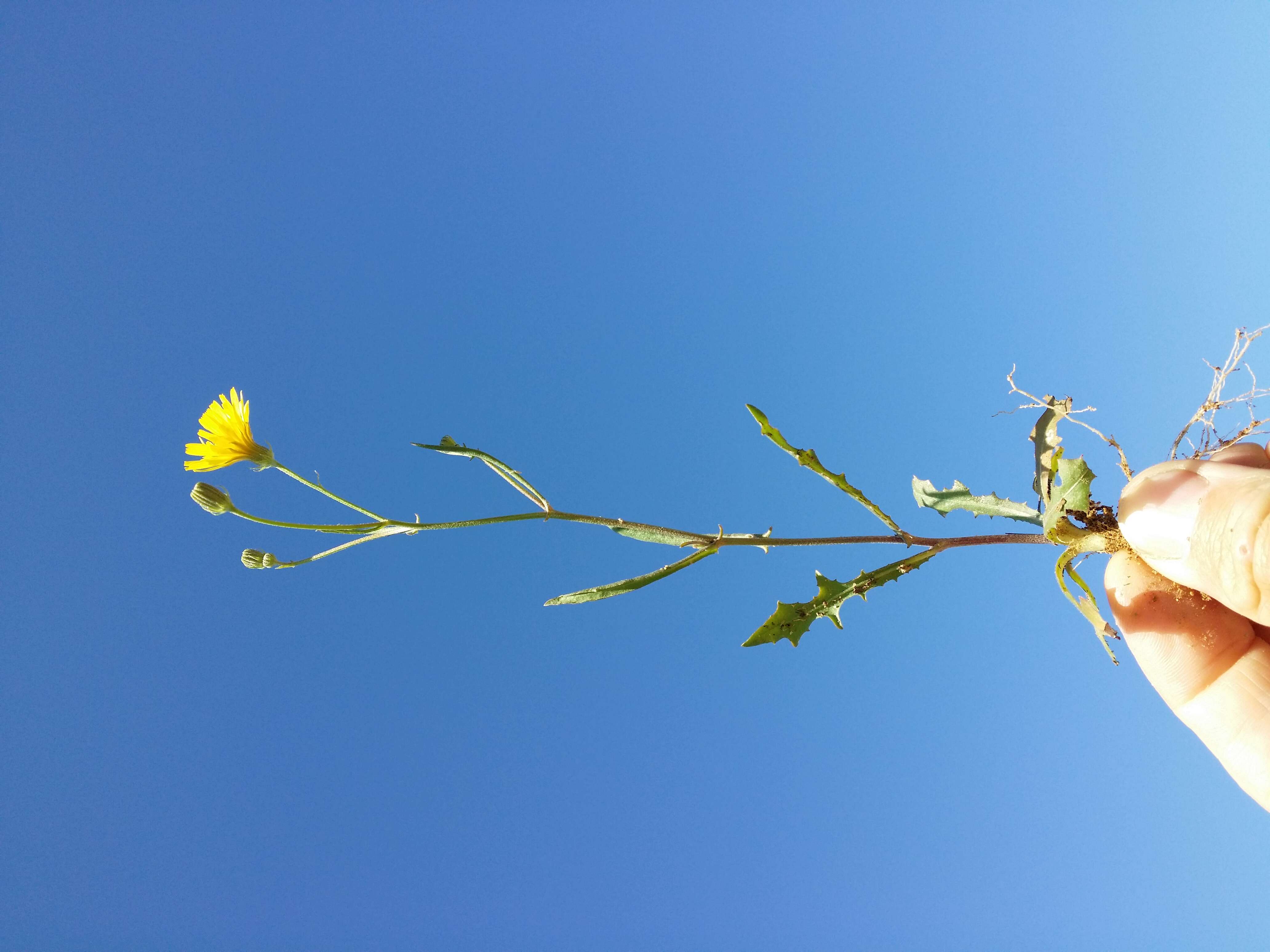 Image of narrowleaf hawksbeard