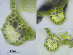 Image of pohlia moss