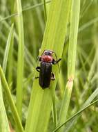 Image of Cantharis fusca