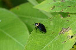 Image of Hemithyrsocera palliata (Fabricius 1798)