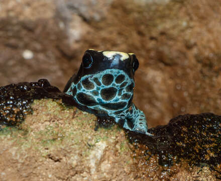 Image of Dyeing Poison Frog