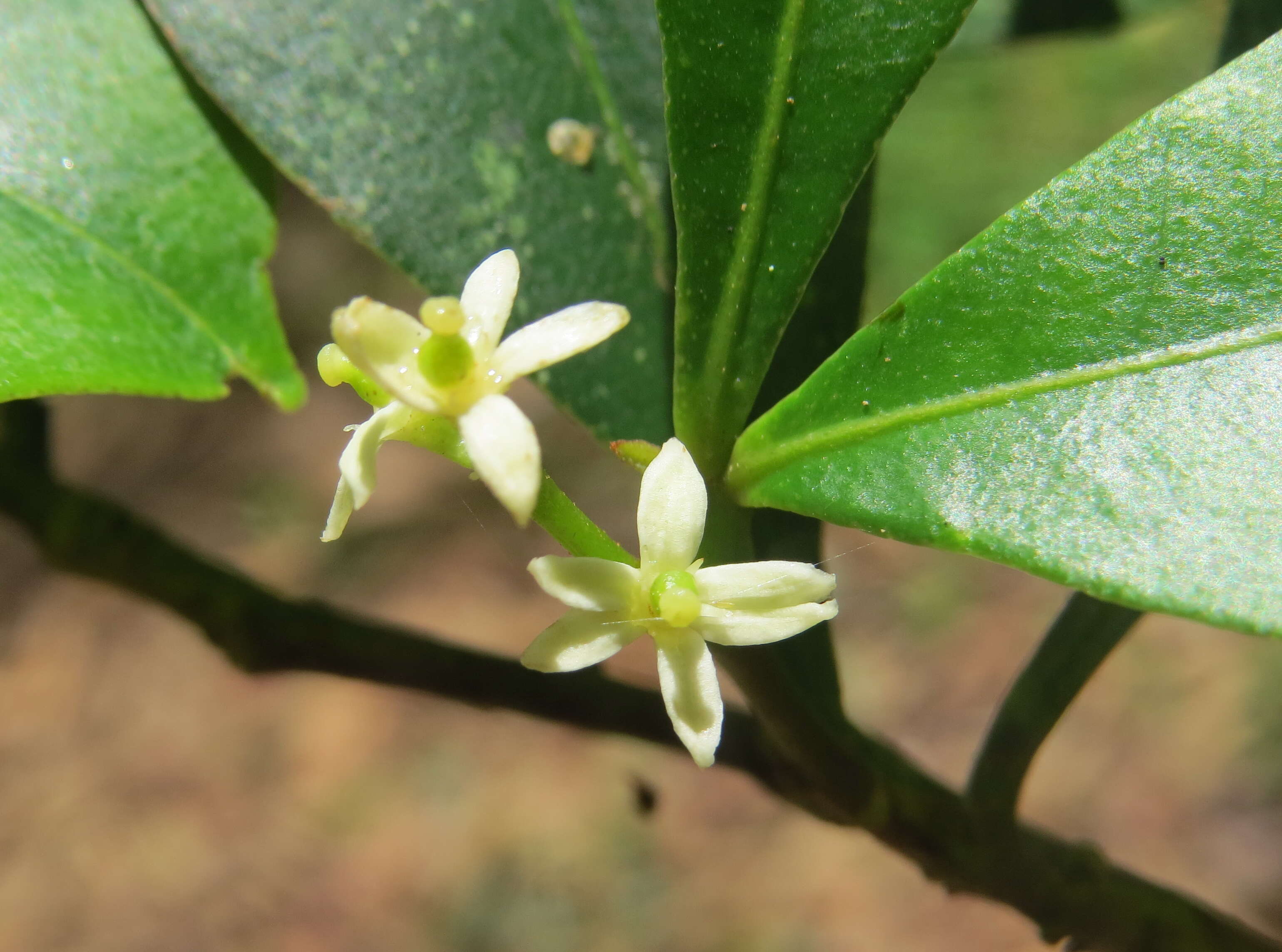 Image of Zanthoxylum ovalifolium Wight