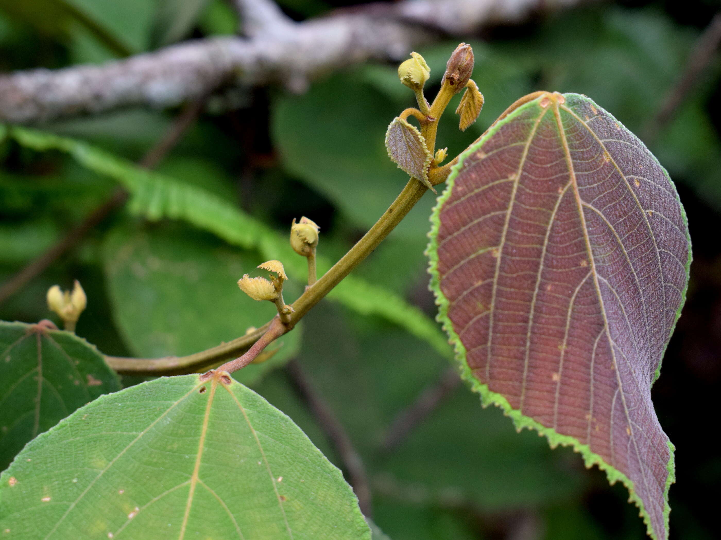 Image of Macaranga trichocarpa (Zoll.) Müll. Arg.