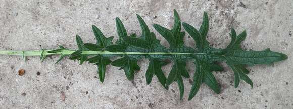 Image of Creeping Thistle