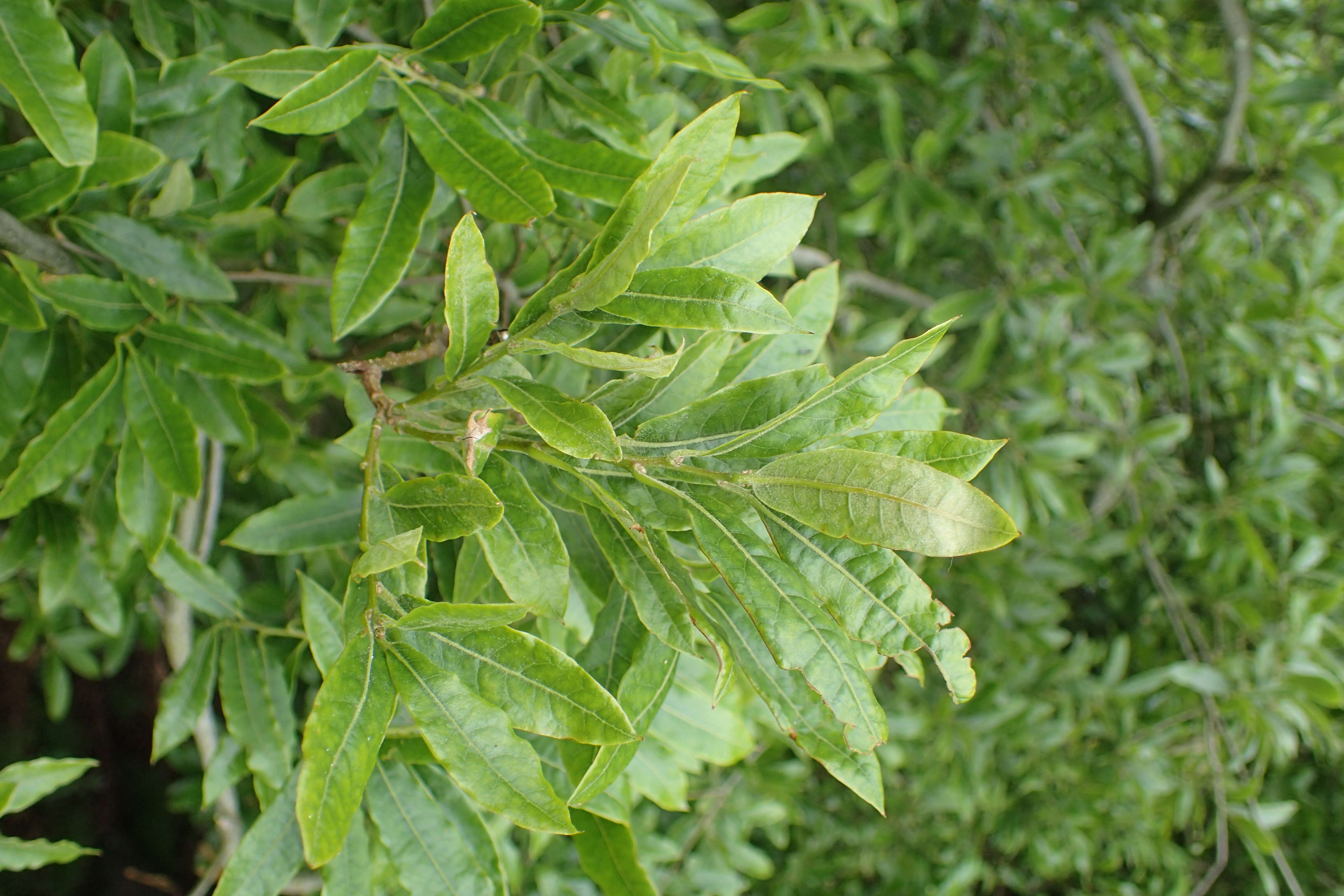 Image de Quercus salicifolia Née