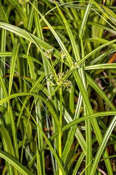 Слика од Scirpus sylvaticus L.