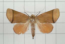 Image of Carea varipes Walker 1856