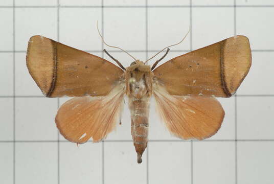 Image of Carea varipes Walker 1856