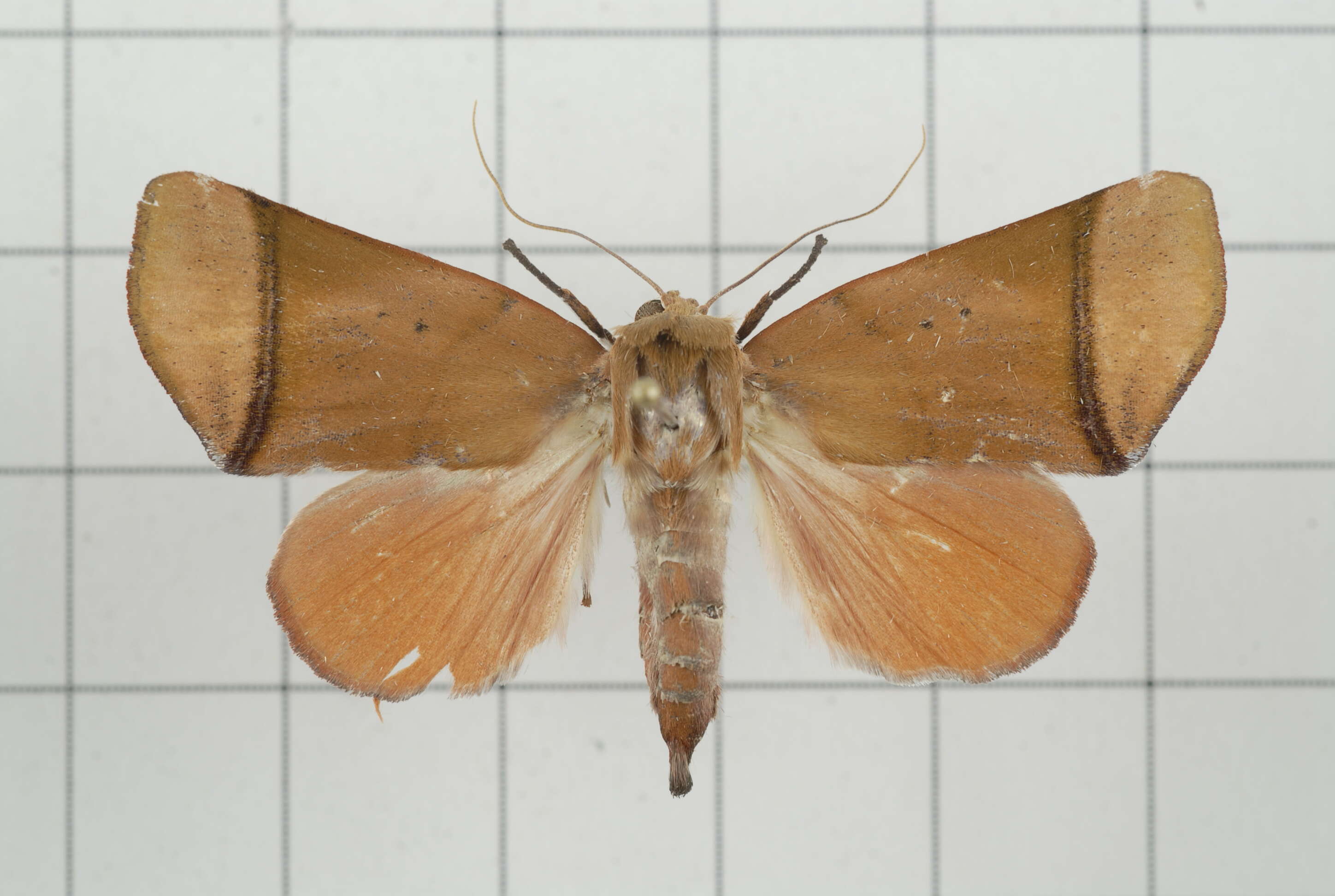 Image of Carea varipes Walker 1856