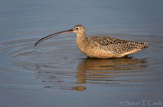 Image of Long-billed Curlew