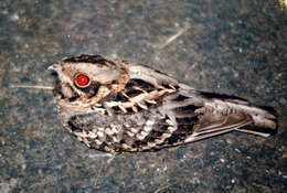 Image of Indian Nightjar