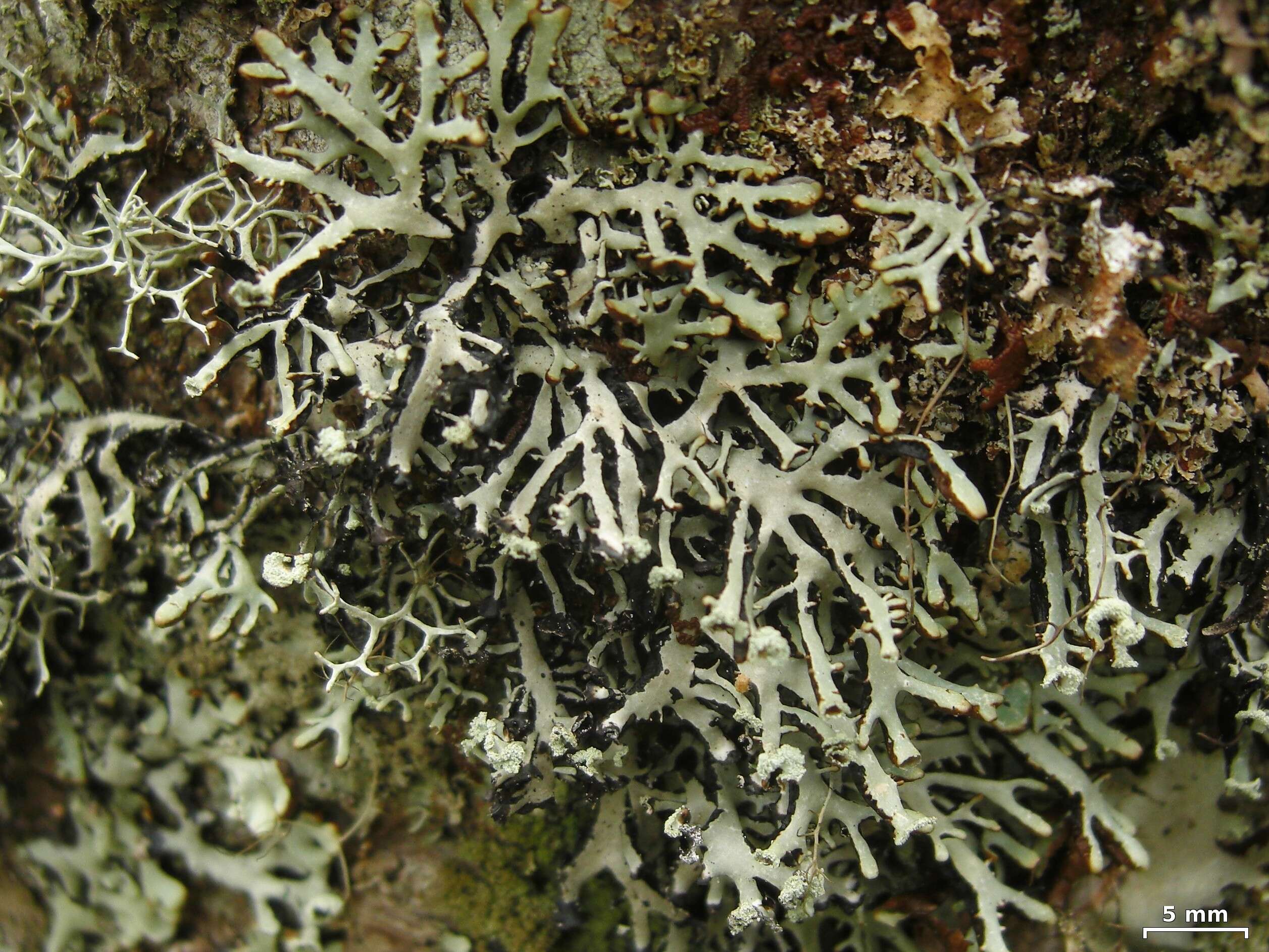 Image of Brownish monk's-hood lichen