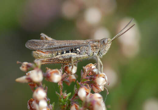 Chorthippus (Glyptobothrus) biguttulus (Linnaeus 1758) resmi