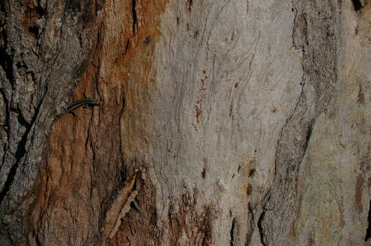 Image of Cream-striped Shinning-skink