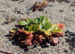 Image of beach strawberry