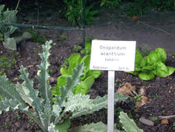 Image of Cotton Thistle