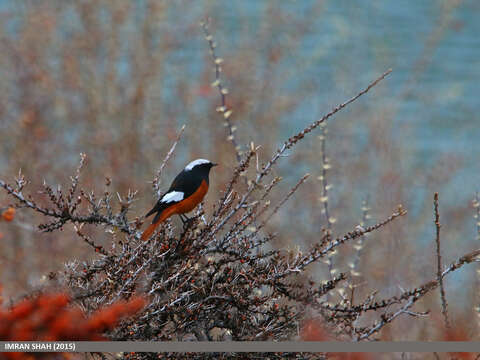 Image of Güldenstädt's Redstart