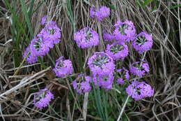 Plancia ëd Primula farinosa L.