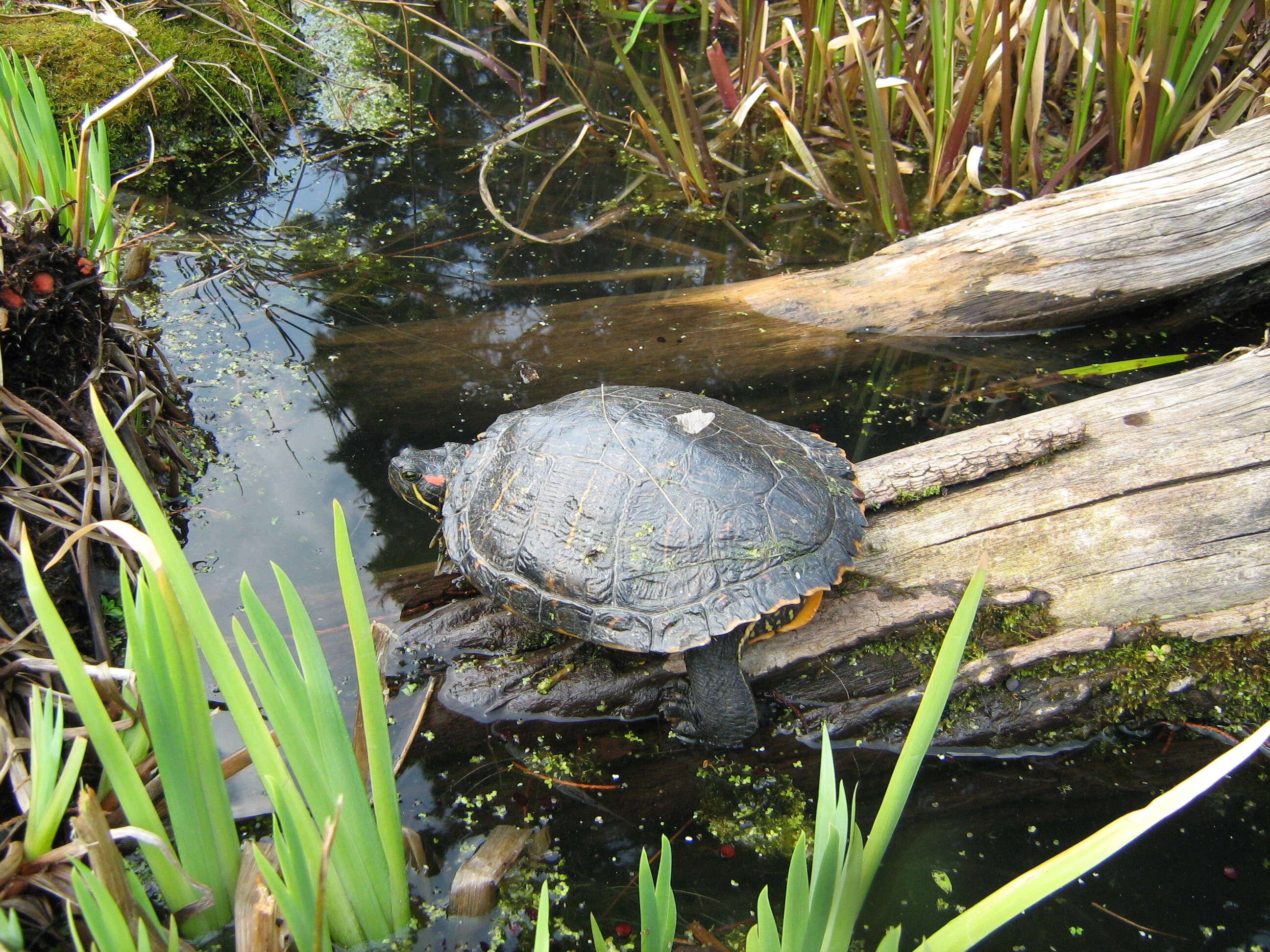 Image of slider turtle, red-eared terrapin, red-eared slider