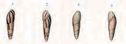 Image of Oleacinidae