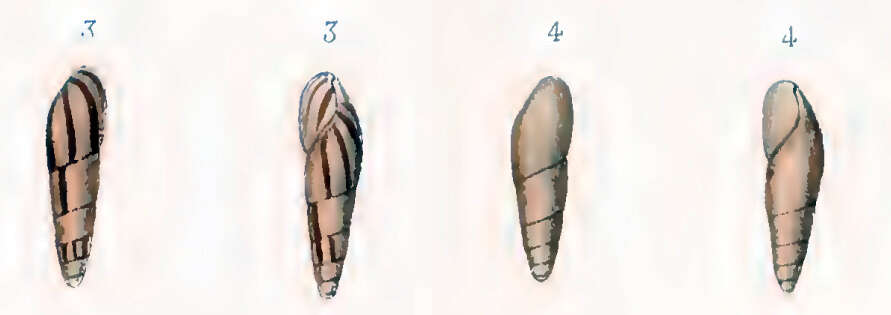 Image of Oleacinidae