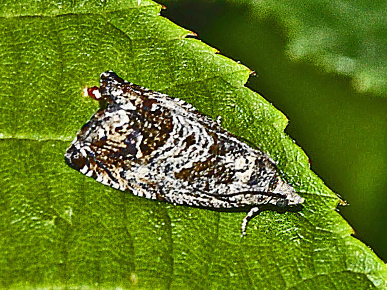 Image of beech moth