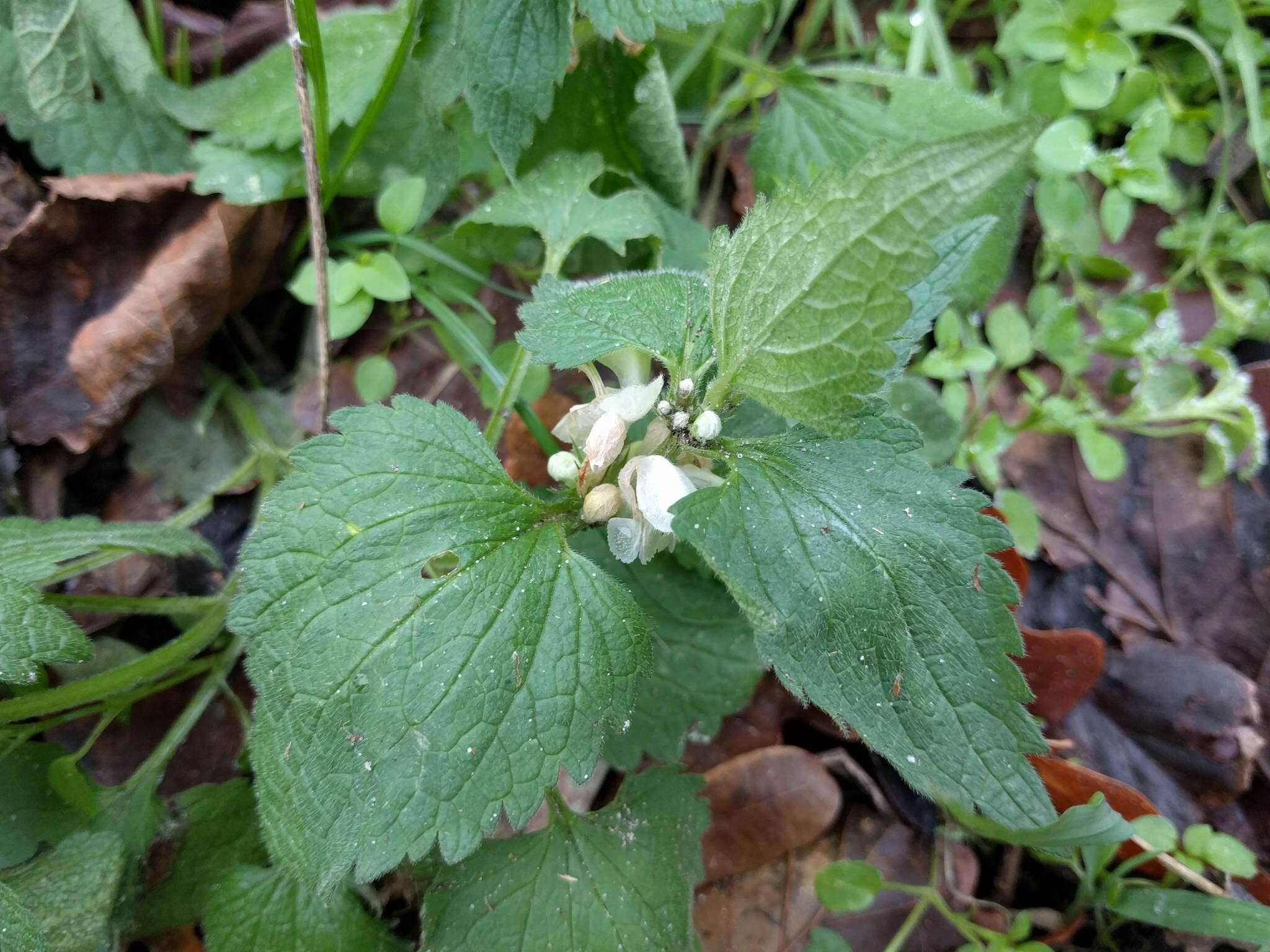 Image of white deadnettle