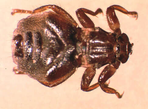 Image of Melophagus