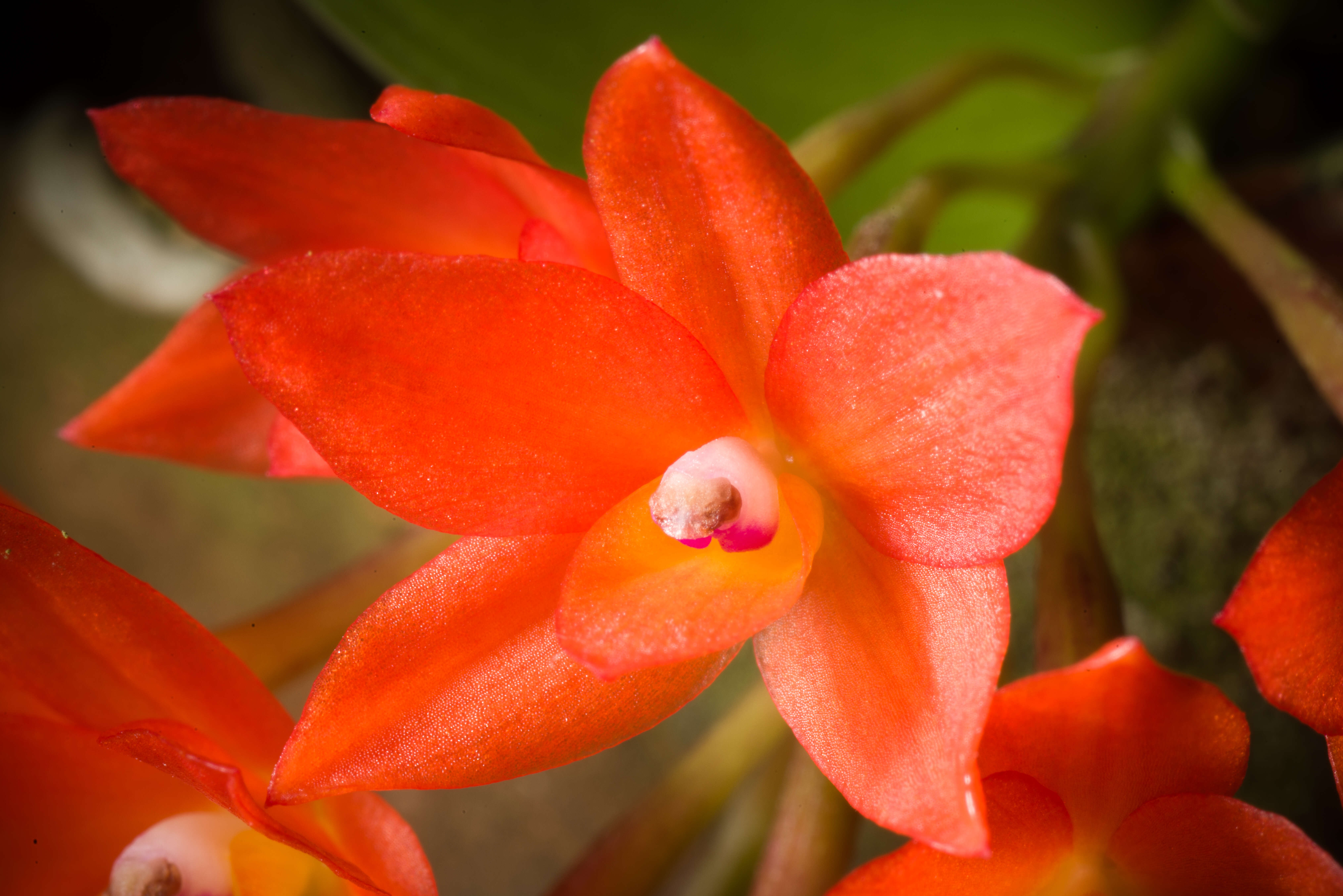 Image of Cattleya cernua (Lindl.) Van den Berg