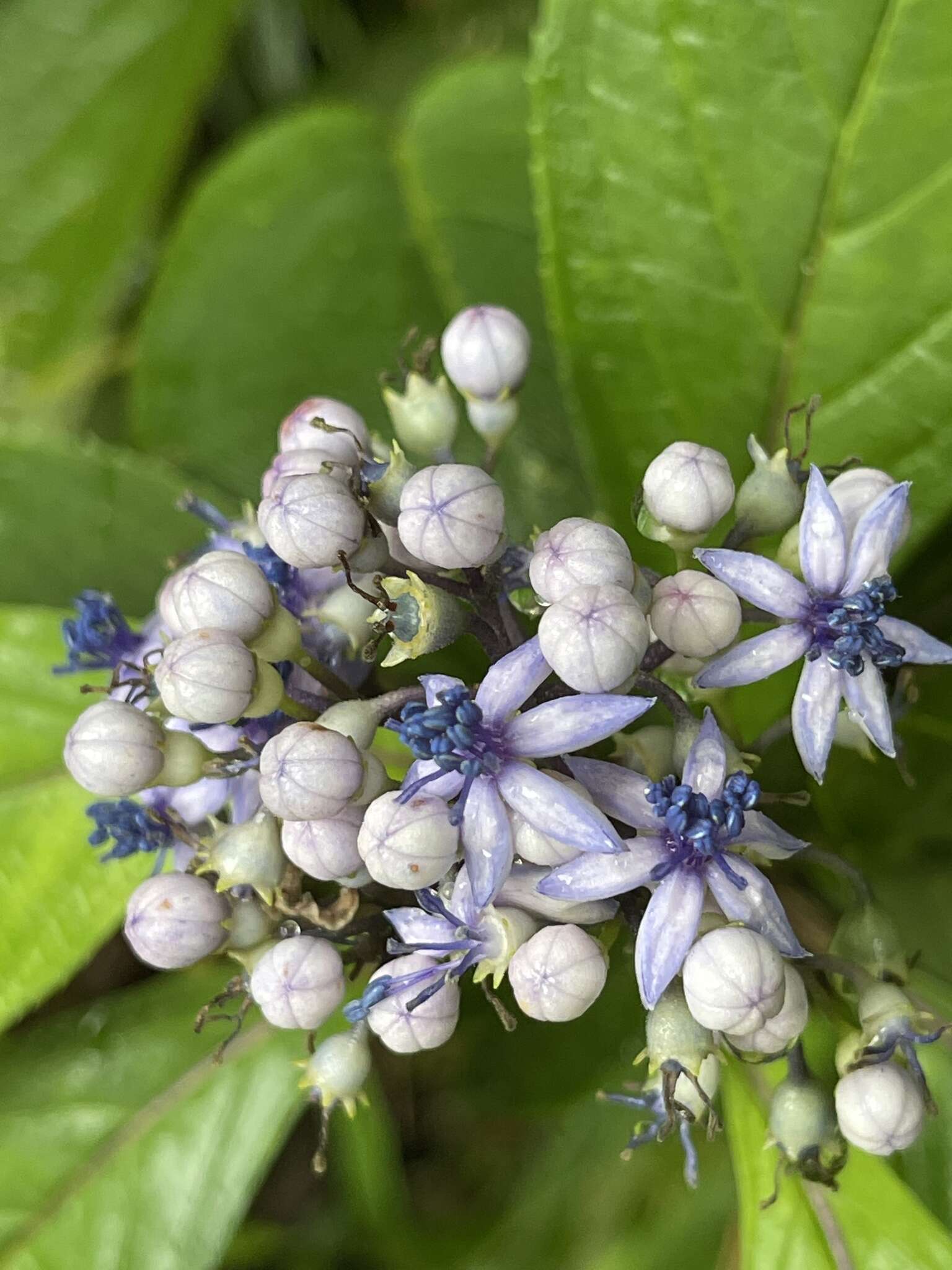 Image of Hydrangea febrifuga (Lour.) Y. De Smet & Granados