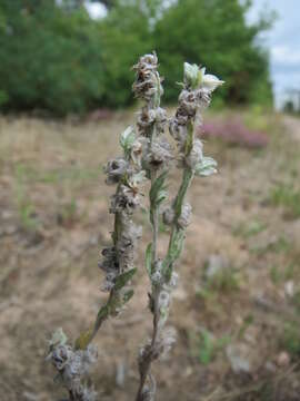 Image of field cudweed