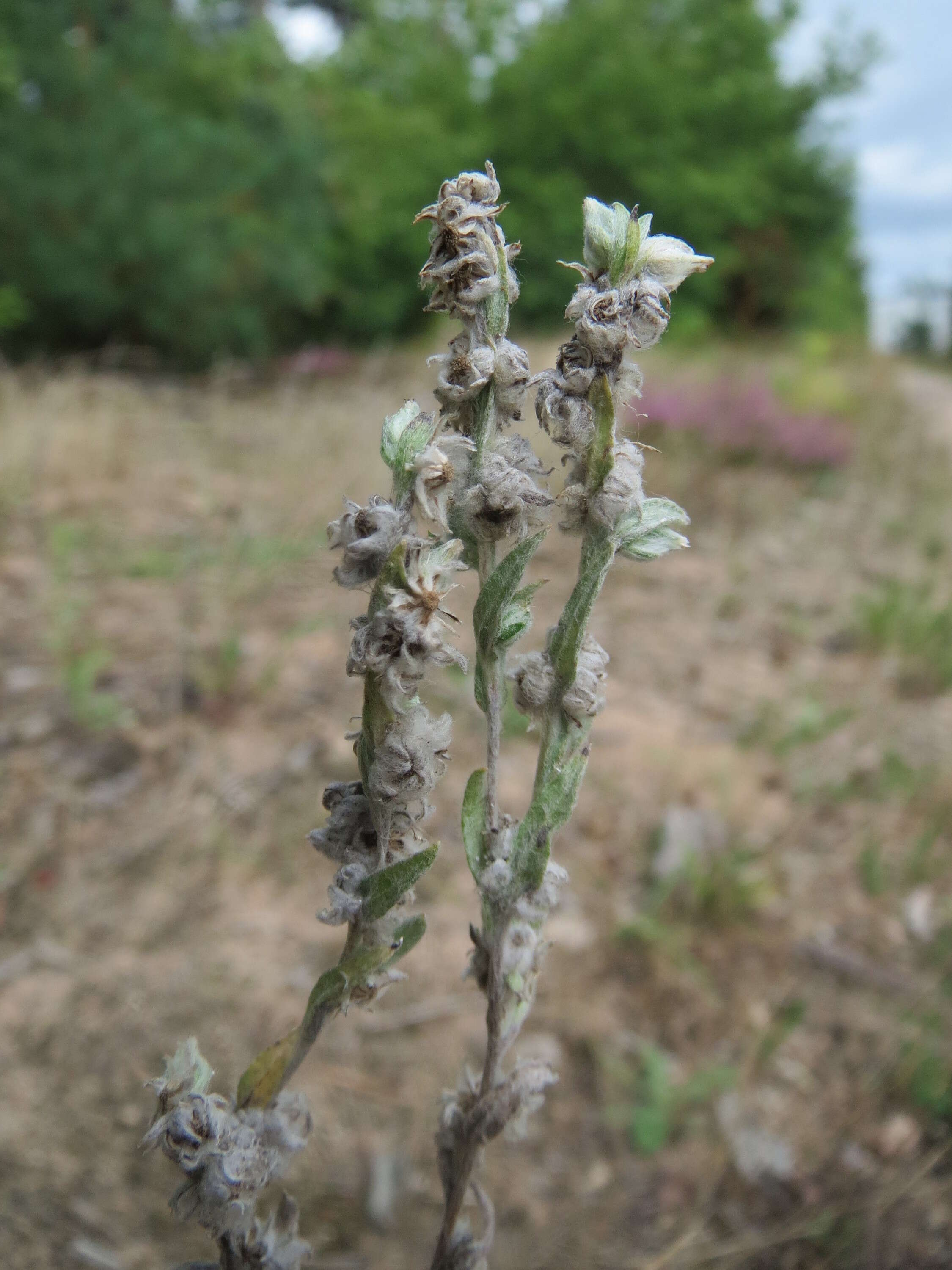 Logfia arvensis (L.) Holub resmi