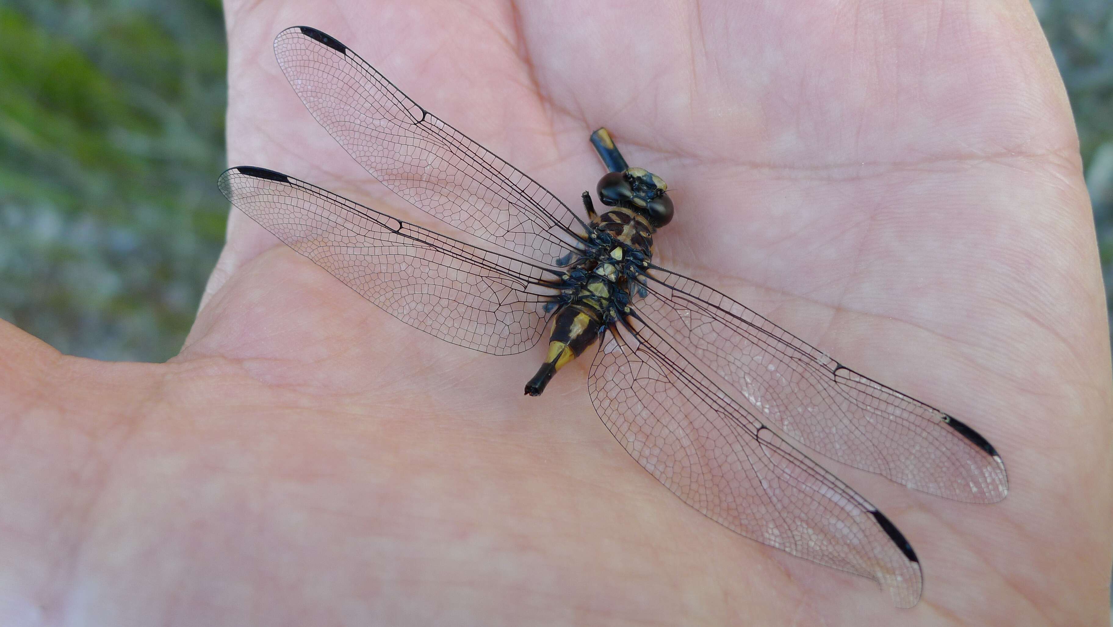 Imagem de Ictinogomphus australis (Selys 1873)