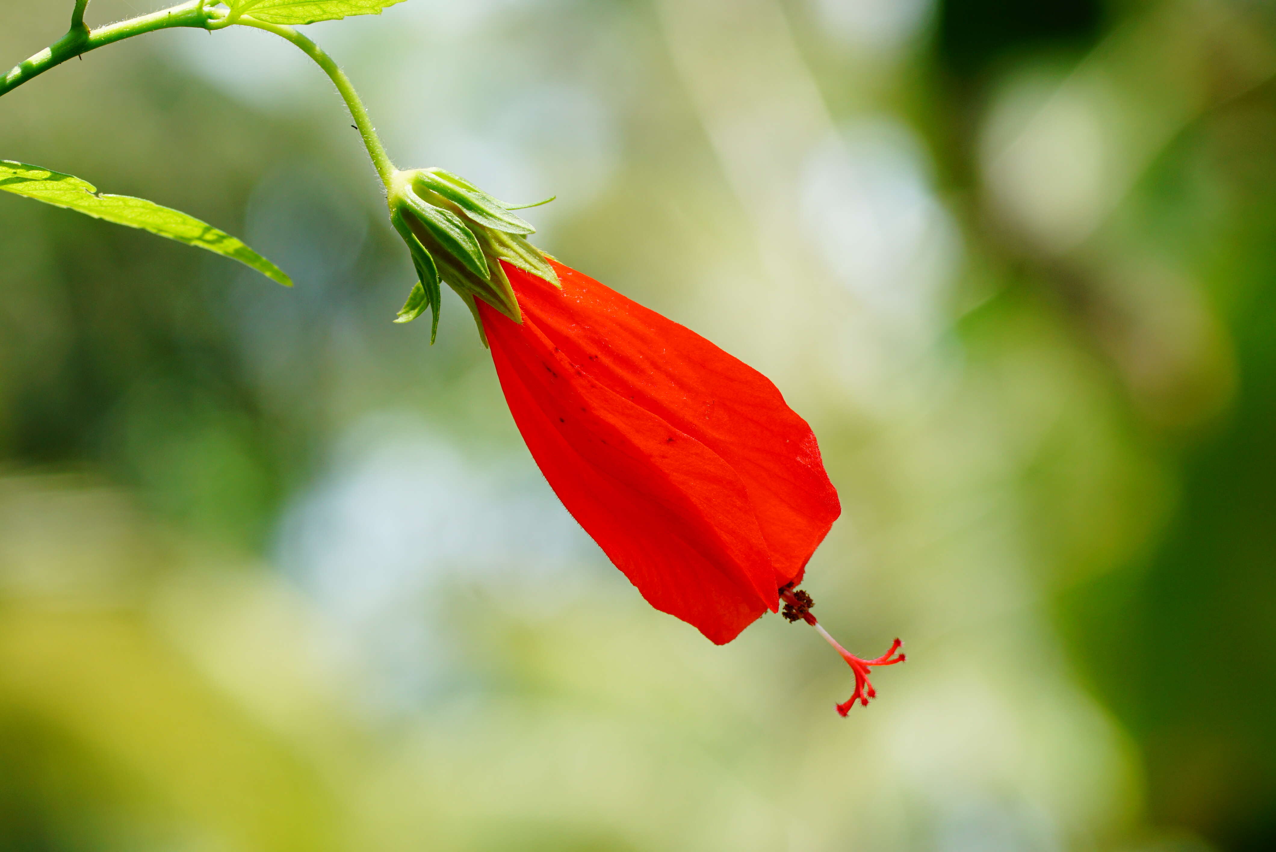 Image de Malvaviscus arboreus Cav.