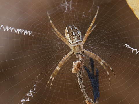 Imagem de Argiope katherina Levi 1983