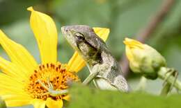 Image of Berthold's Bush Anole