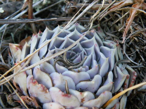 Image of hens and chicks