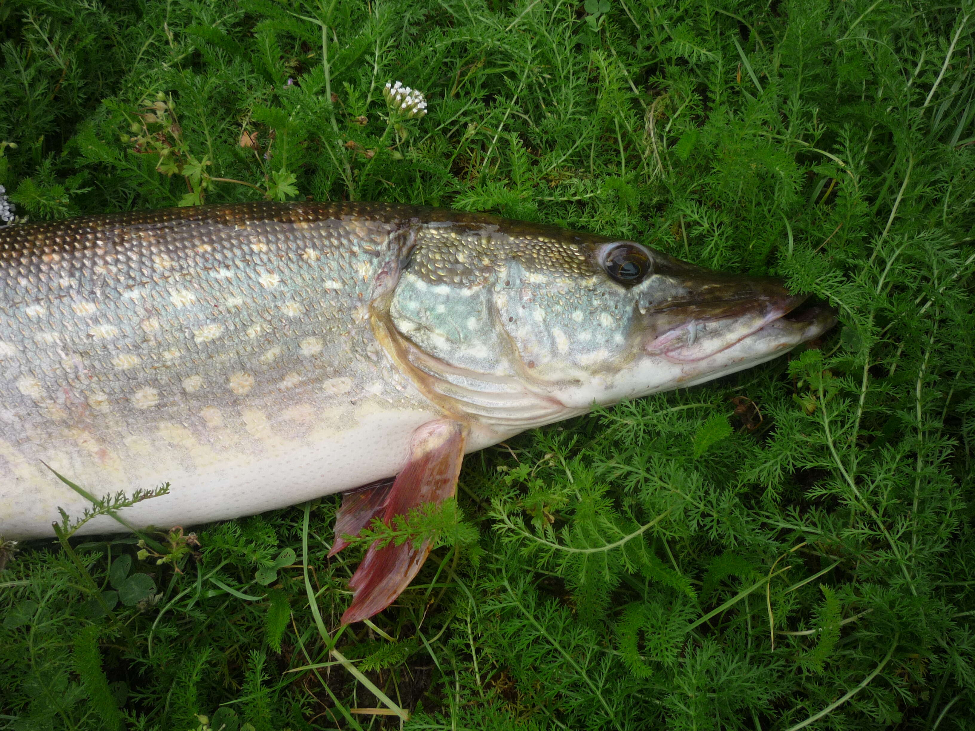 Image of Northern pike