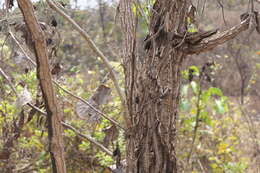 Image of Erythrina suberosa Roxb.