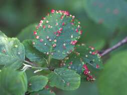 Imagem de Eriophyes laevis