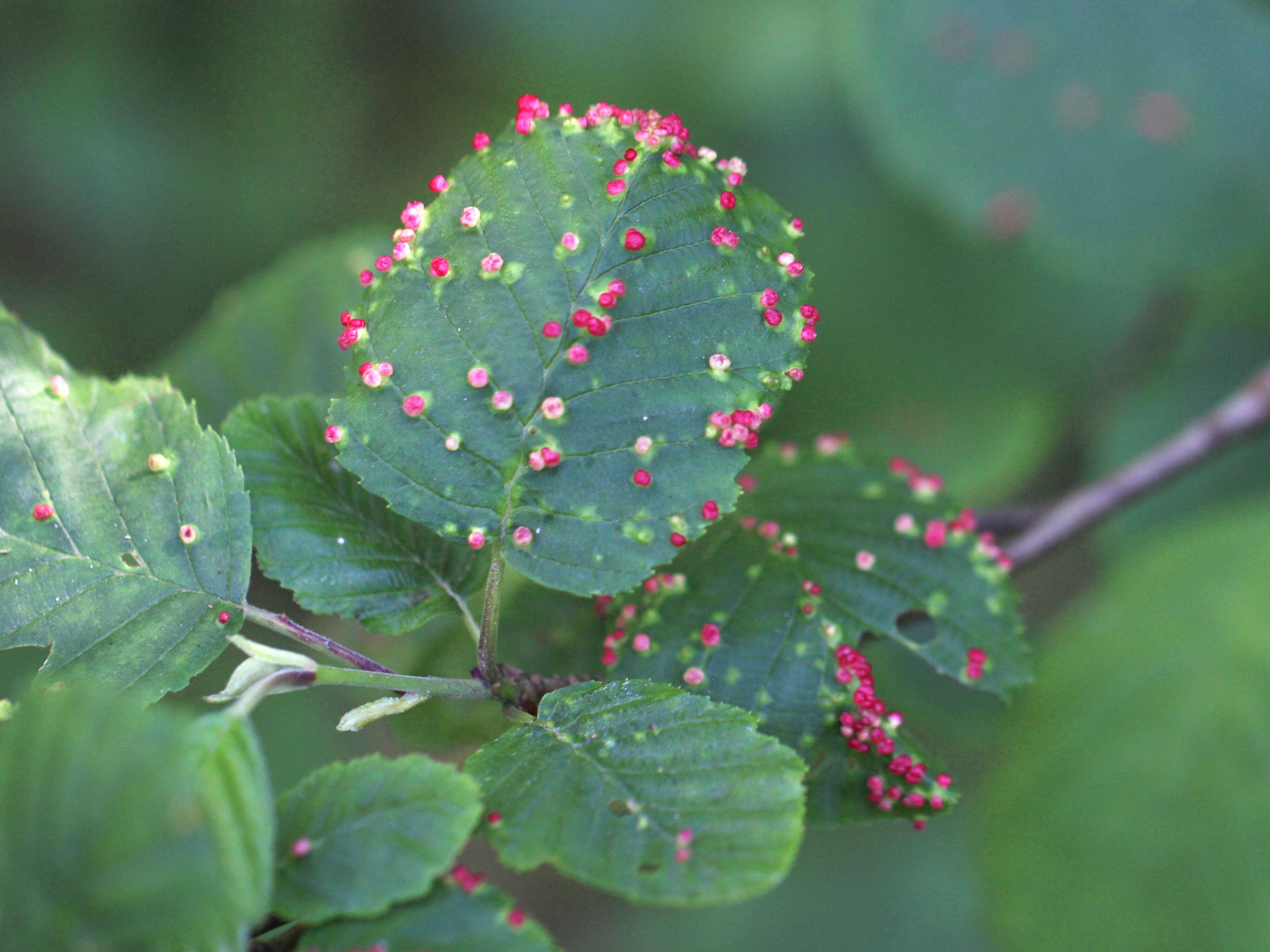 Image de Eriophyes laevis